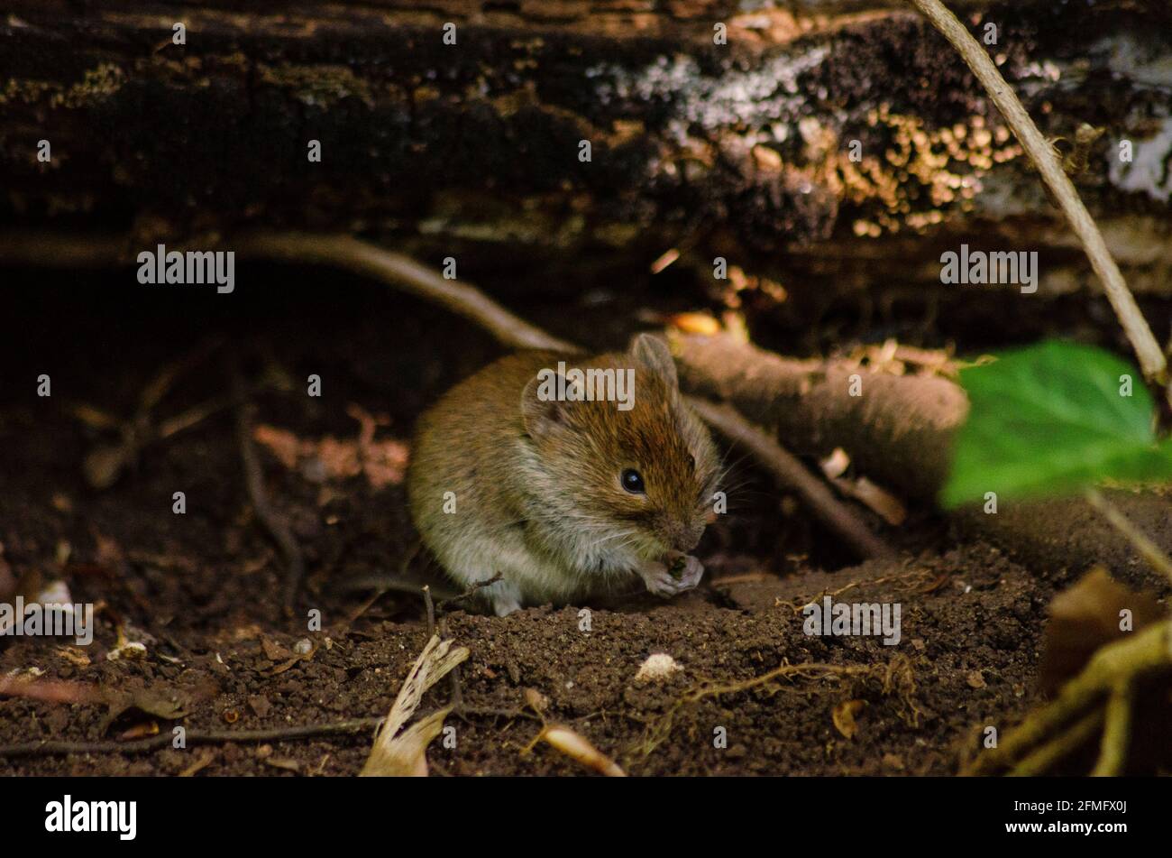 Yellow-necked wood mouse ( Apodemus flavicollis ) in woodland near Brasov, Romania - Photo: Geopix Stock Photo