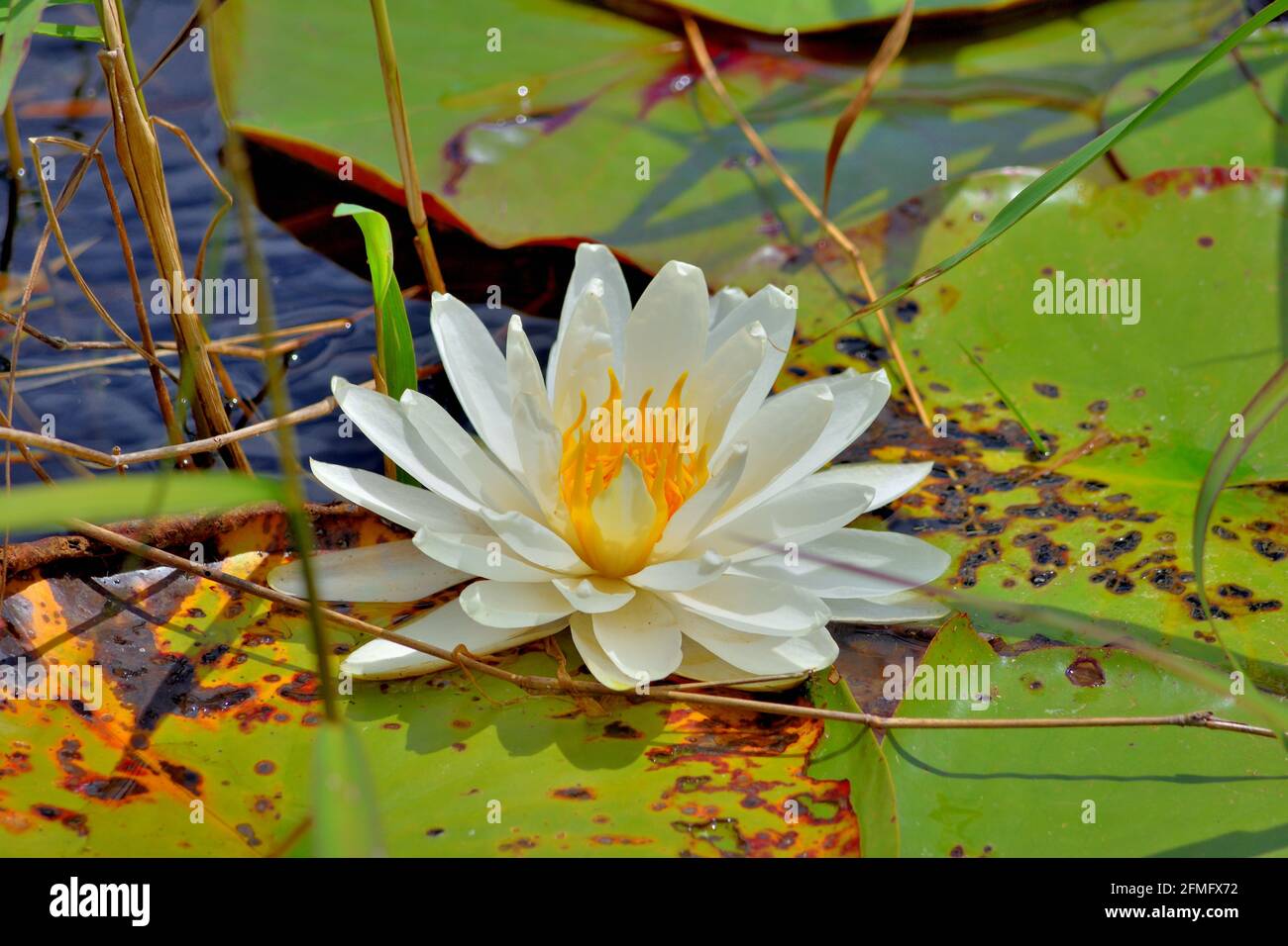 White and Yellow Lotus Flower on Lake Cindee at Blythe Island Campground Stock Photo