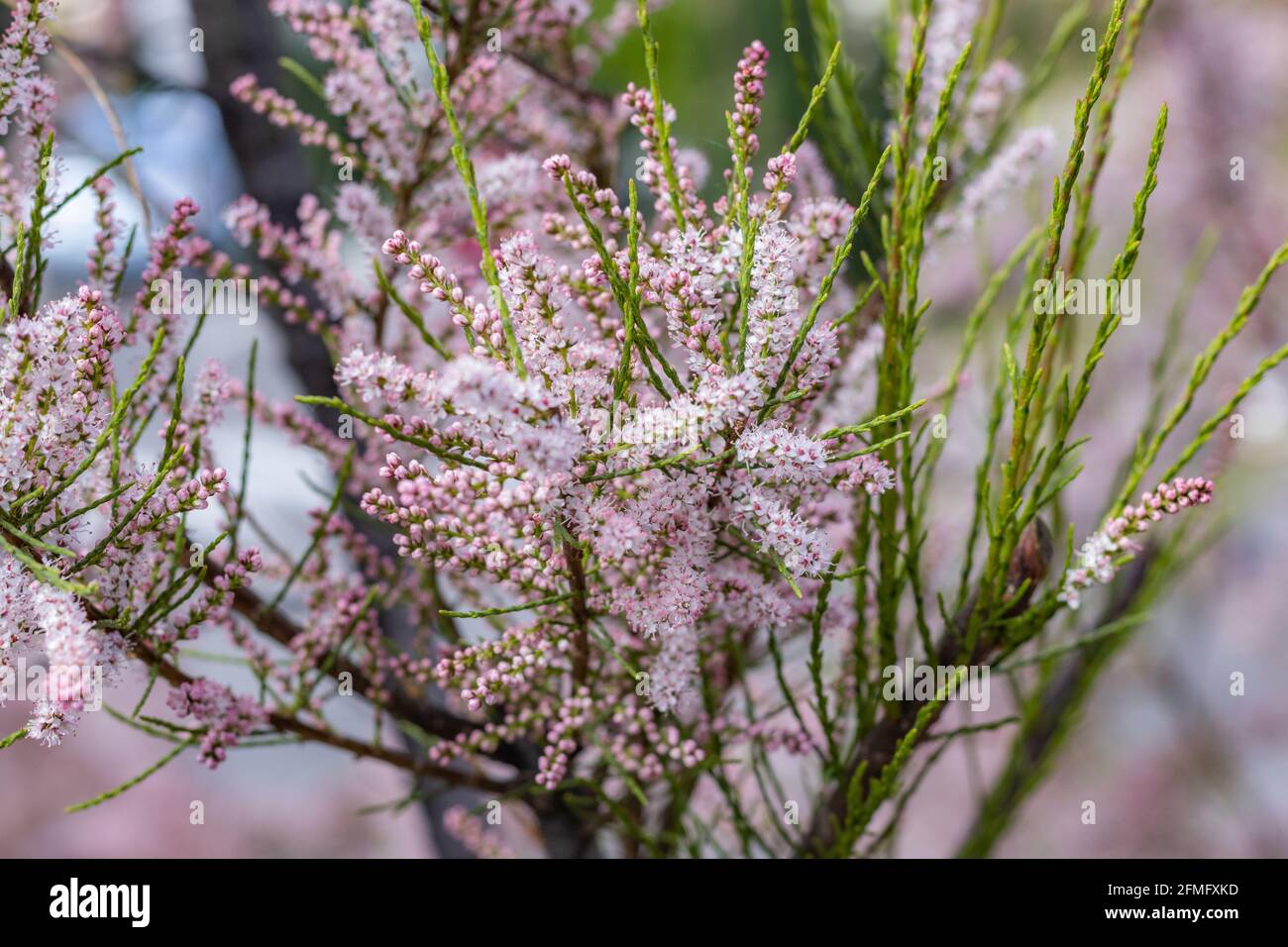 Soft blooming of salt cedar green plant with pink flowers Stock Photo
