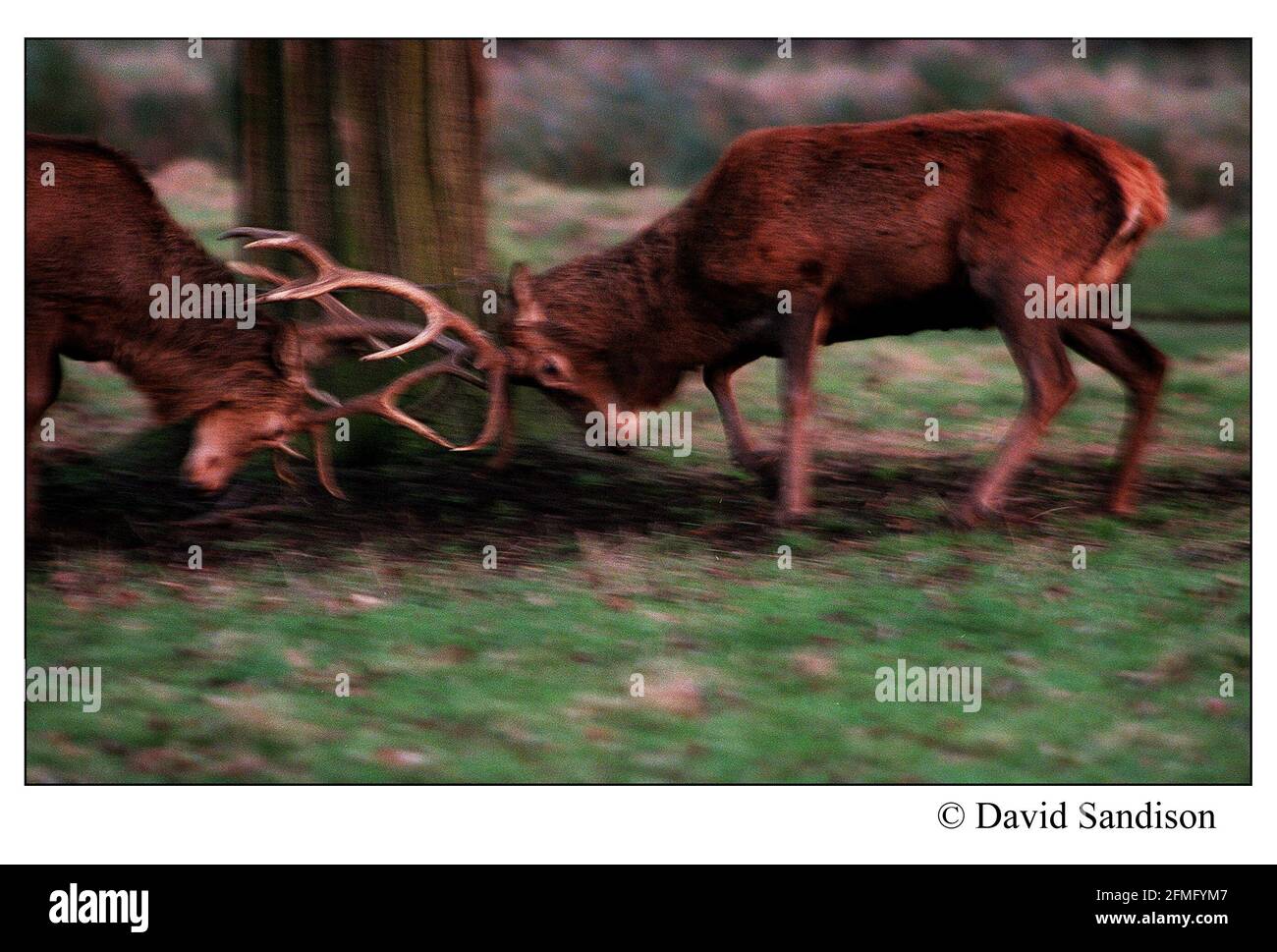Deer rutting in Bushy park, Hampton,  Middlesex March 1999 Stock Photo