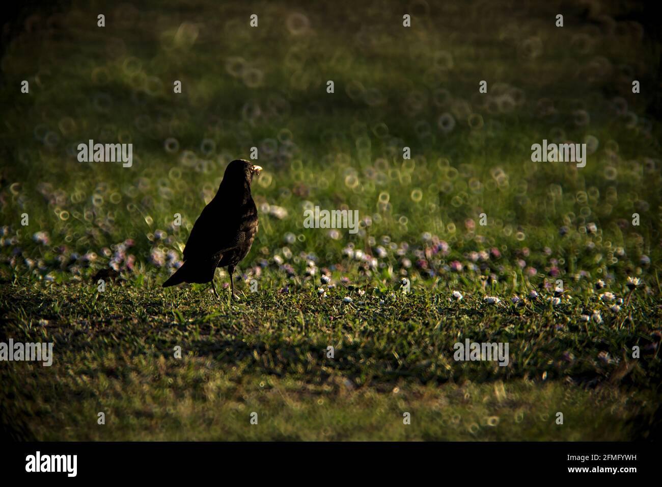 Black And White Blackbirds Hi Res Stock Photography And Images Alamy