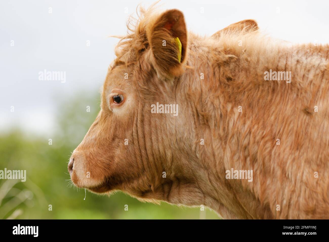 Cows on farm in Renfrewshire, Scotland Stock Photo