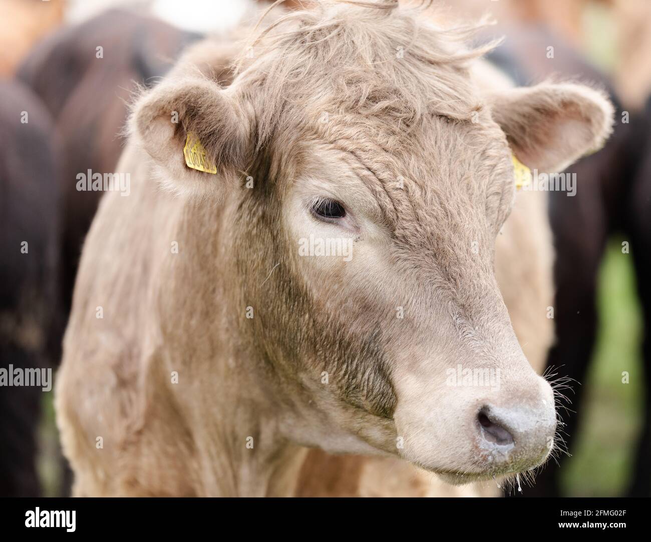 Cows on farm in Renfrewshire, Scotland Stock Photo