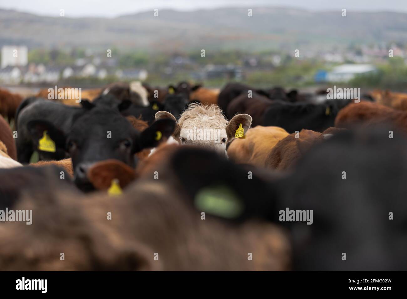 A cow surrounded by cows Stock Photo