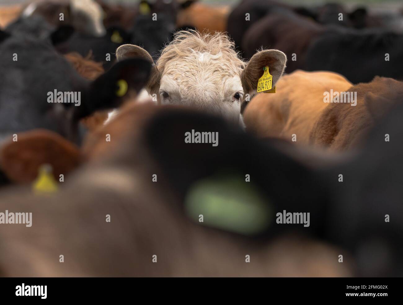 Cows on farm in Renfrewshire, Scotland Stock Photo