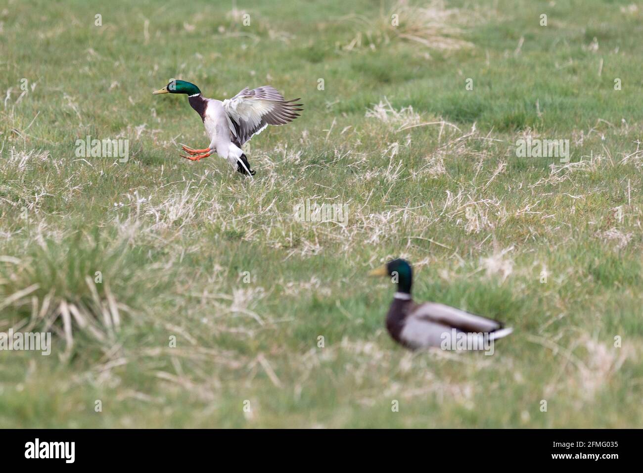 a duck taking off Stock Photo Alamy