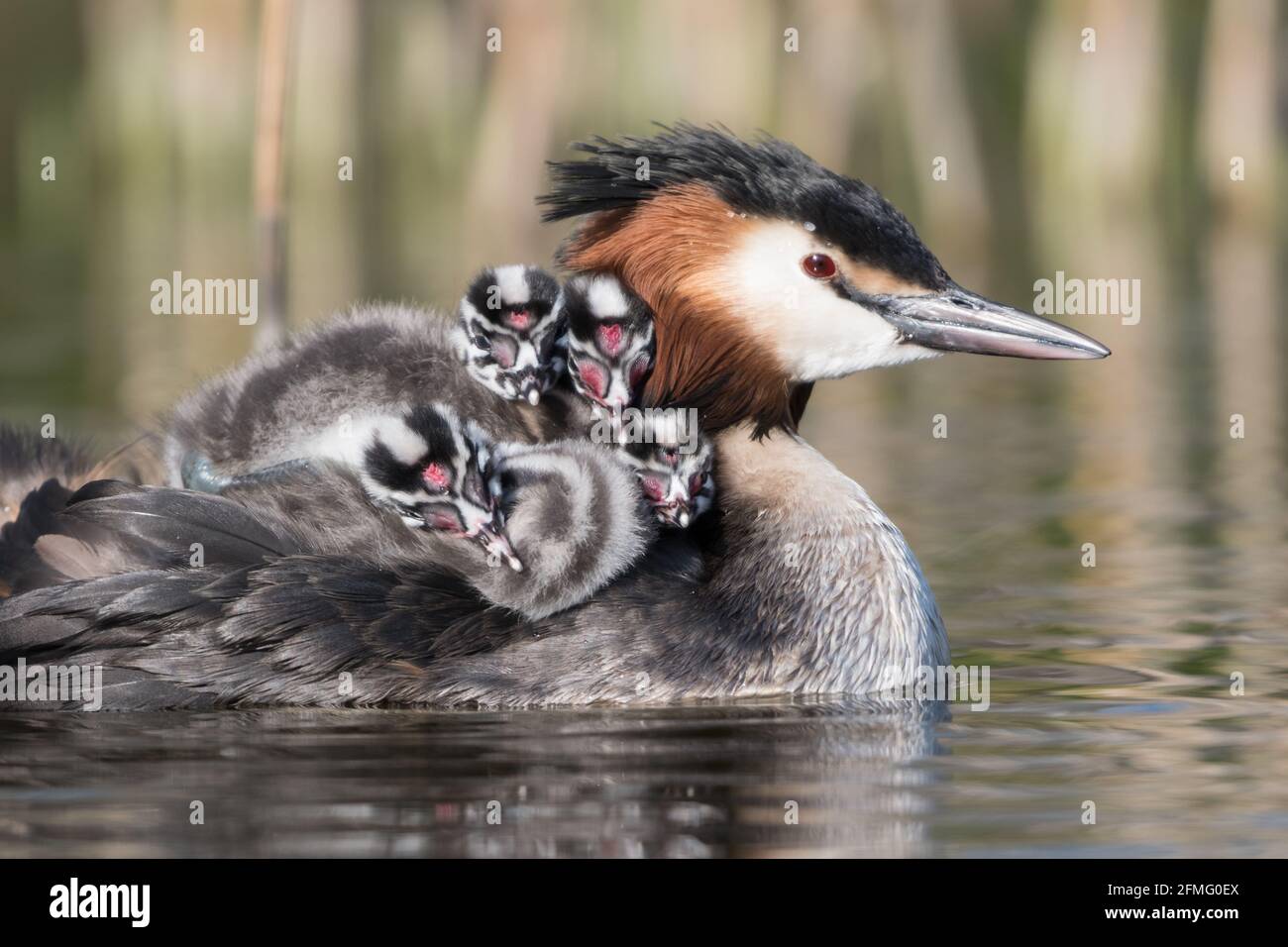 A closeup of a Great crested grebe (Podiceps cristatus) with young