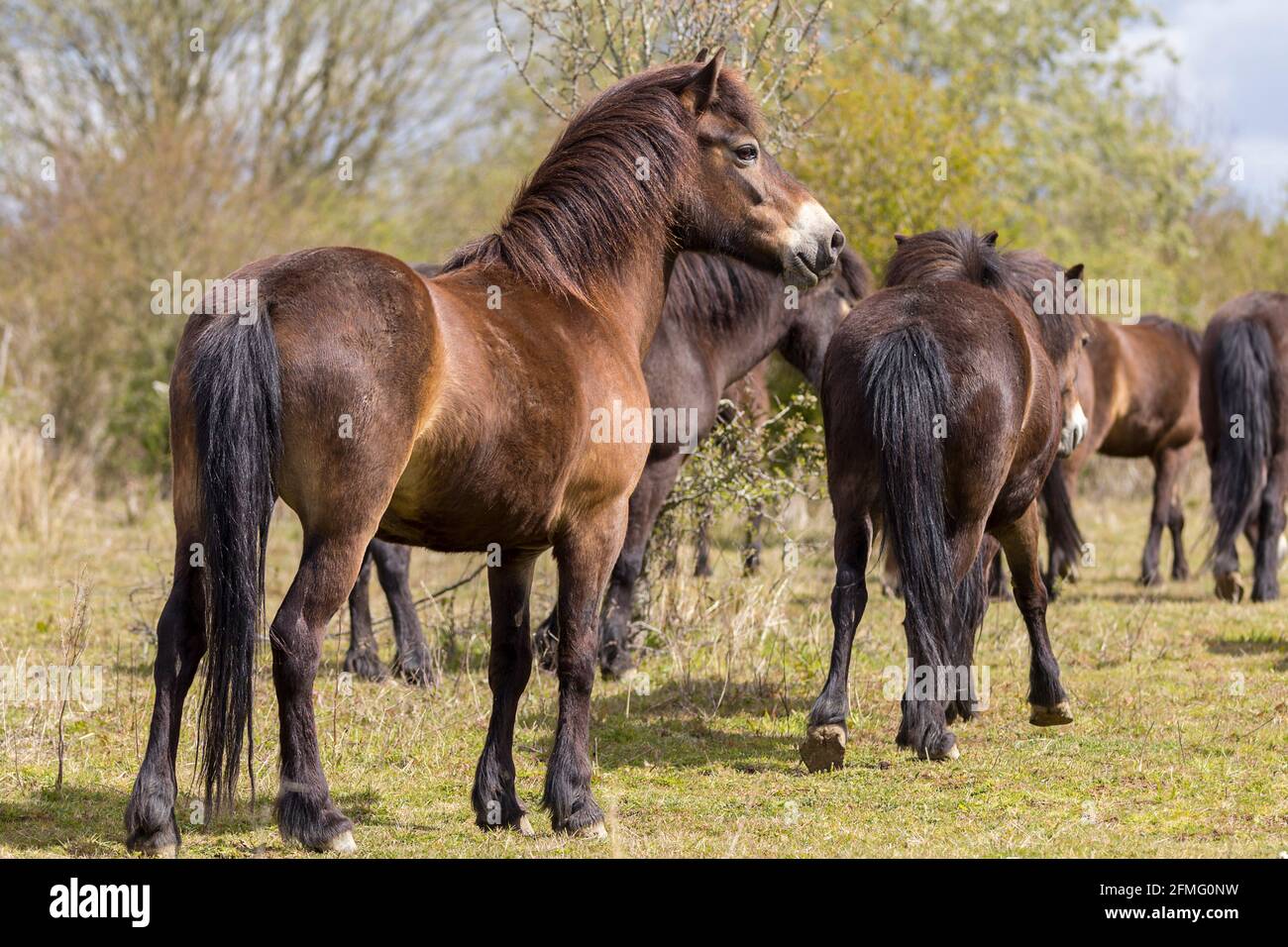 Exmoor ponies free roaming on knepp estate UK dark bay colouring coloring part of two herds breeding and living wild, browsing the vegetation around. Stock Photo