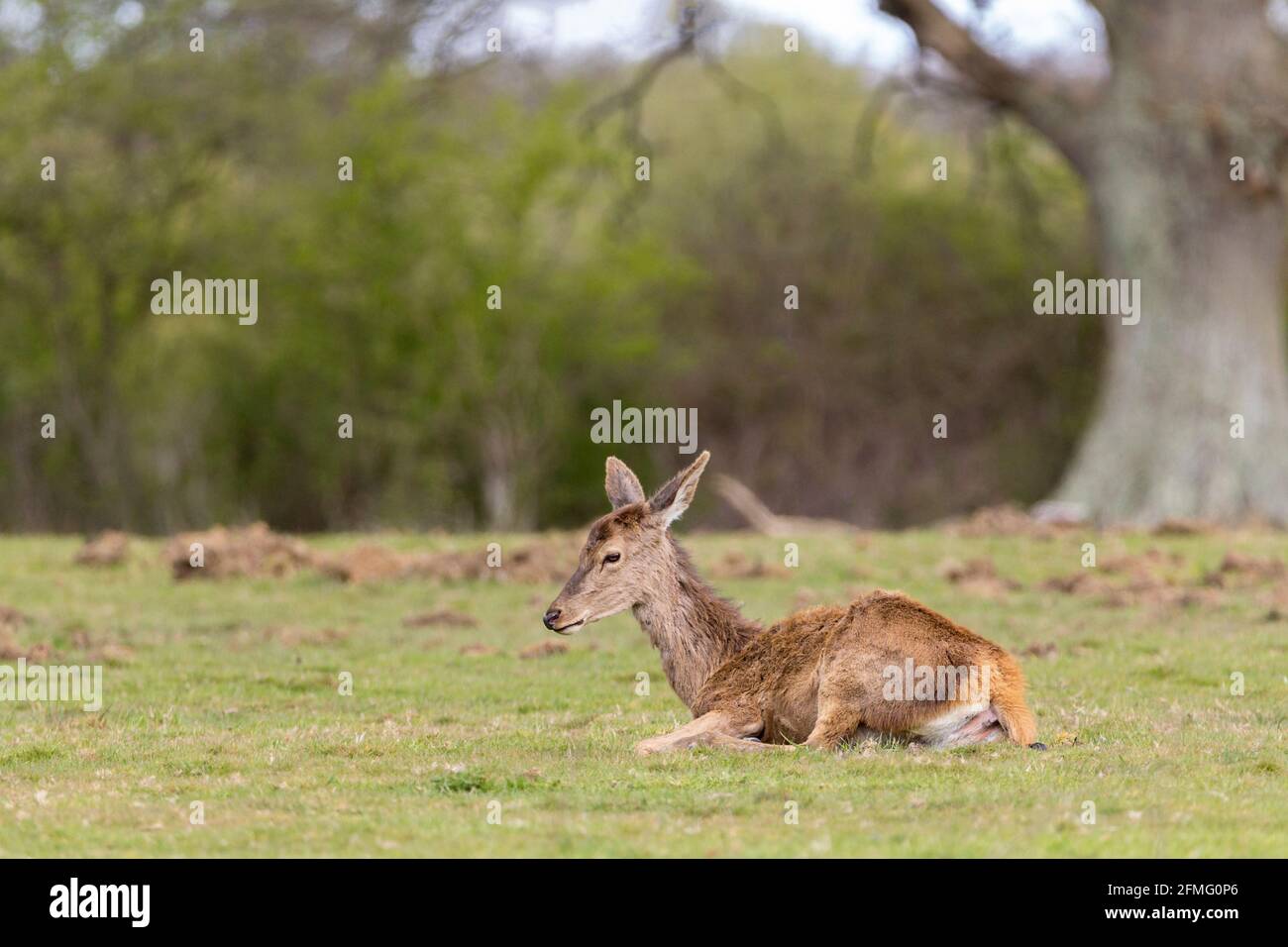 Fawn of red deer laying on open meadow grass not far from mother nearby. Brown red coat (no spots as in infant) long neck long pointed ears short tail Stock Photo