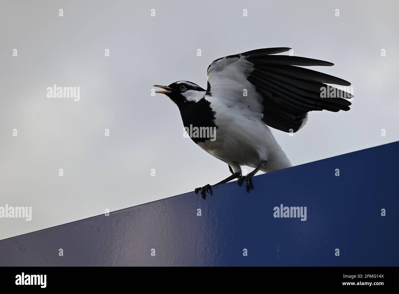 A magpie-lark squawking, with its wings open, while perched atop a blue sign Stock Photo