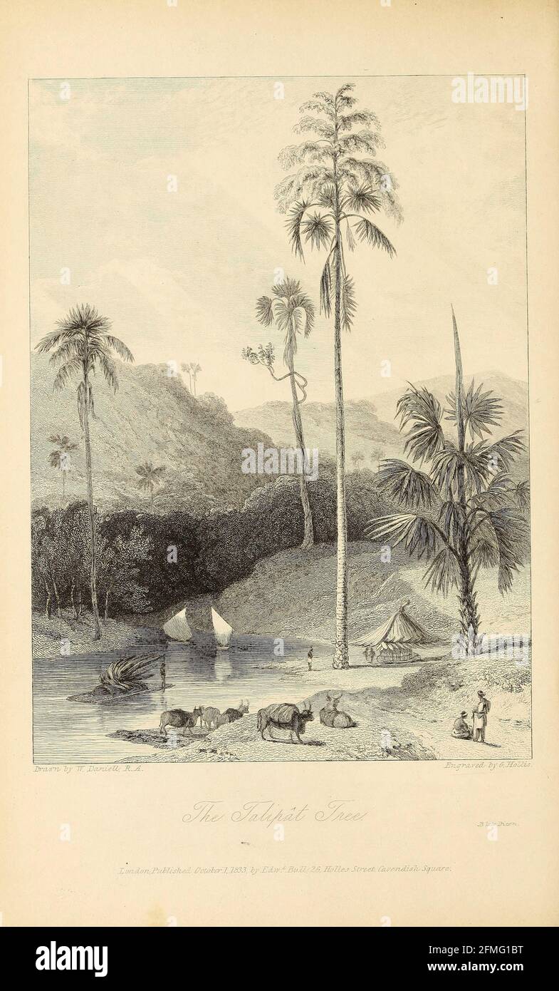 Talipat Tree [Corypha umbraculifera, the talipot palm] From the book ' The Oriental annual, or, Scenes in India ' by the Rev. Hobart Caunter Published by Edward Bull, London 1834 engravings from drawings by William Daniell Stock Photo