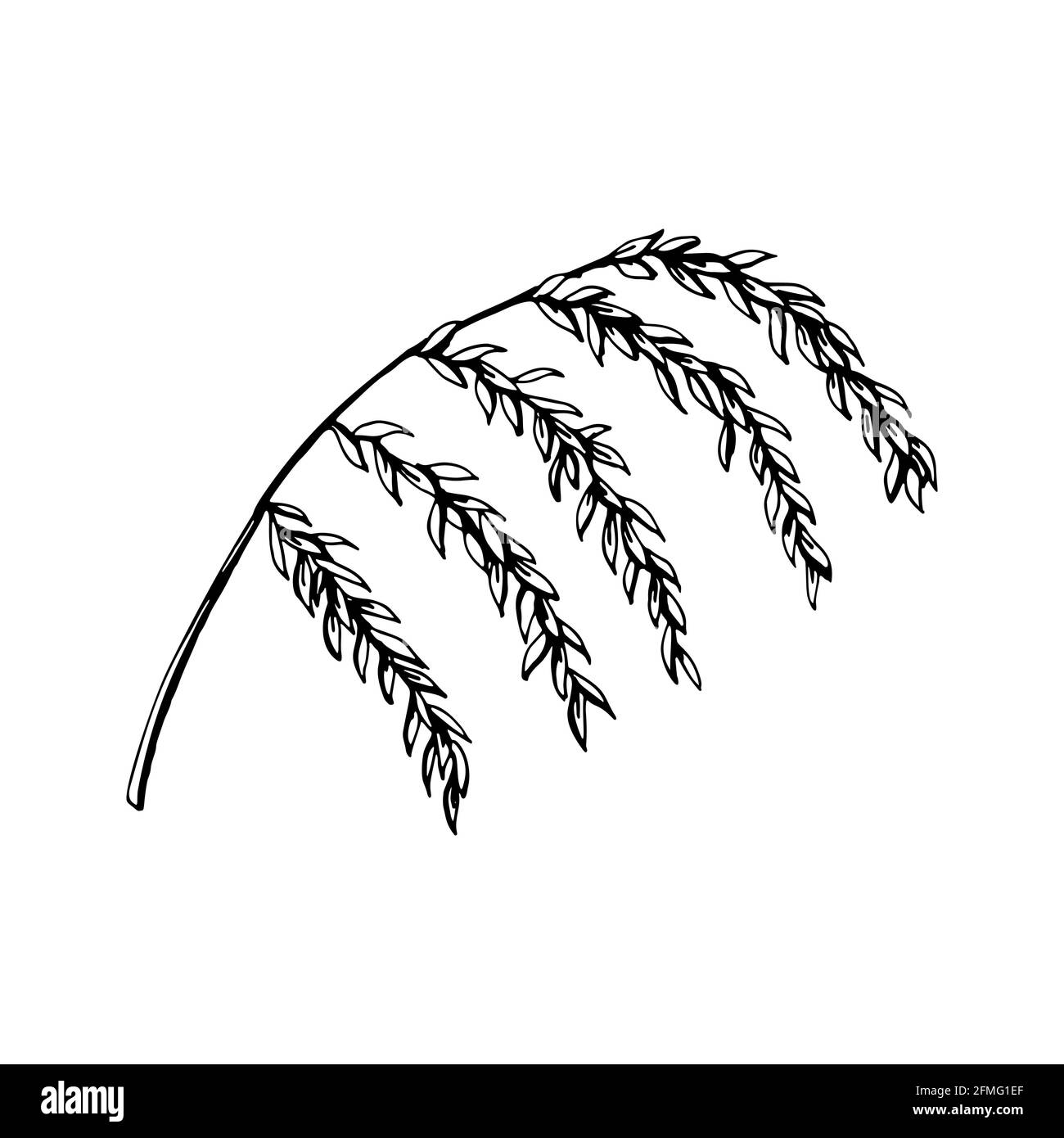 Hand drawn branch with leaves isolated on white. Vector illustration in ...