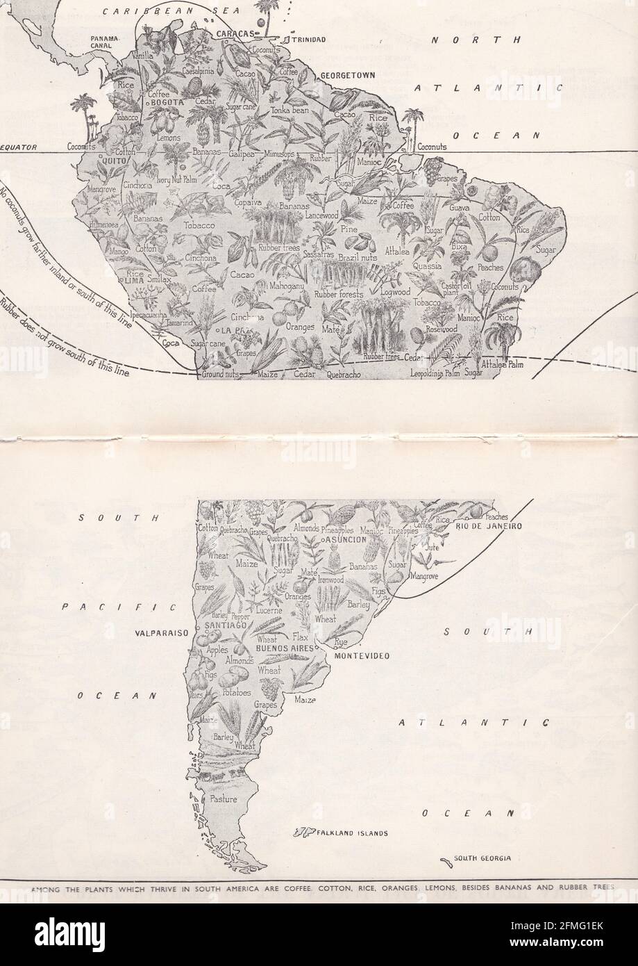 Vintage picture map of plant life of South America 1940s. Stock Photo