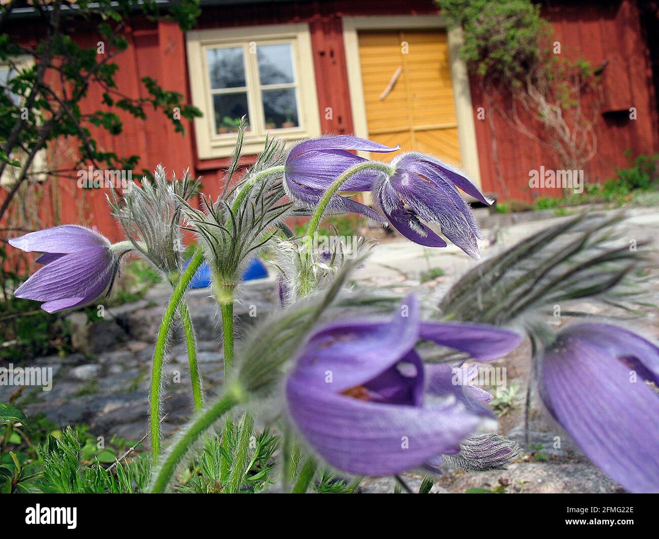 Pasque flower Pulsatilla rubra cluster in full bloom in front of old red house. Stock Photo
