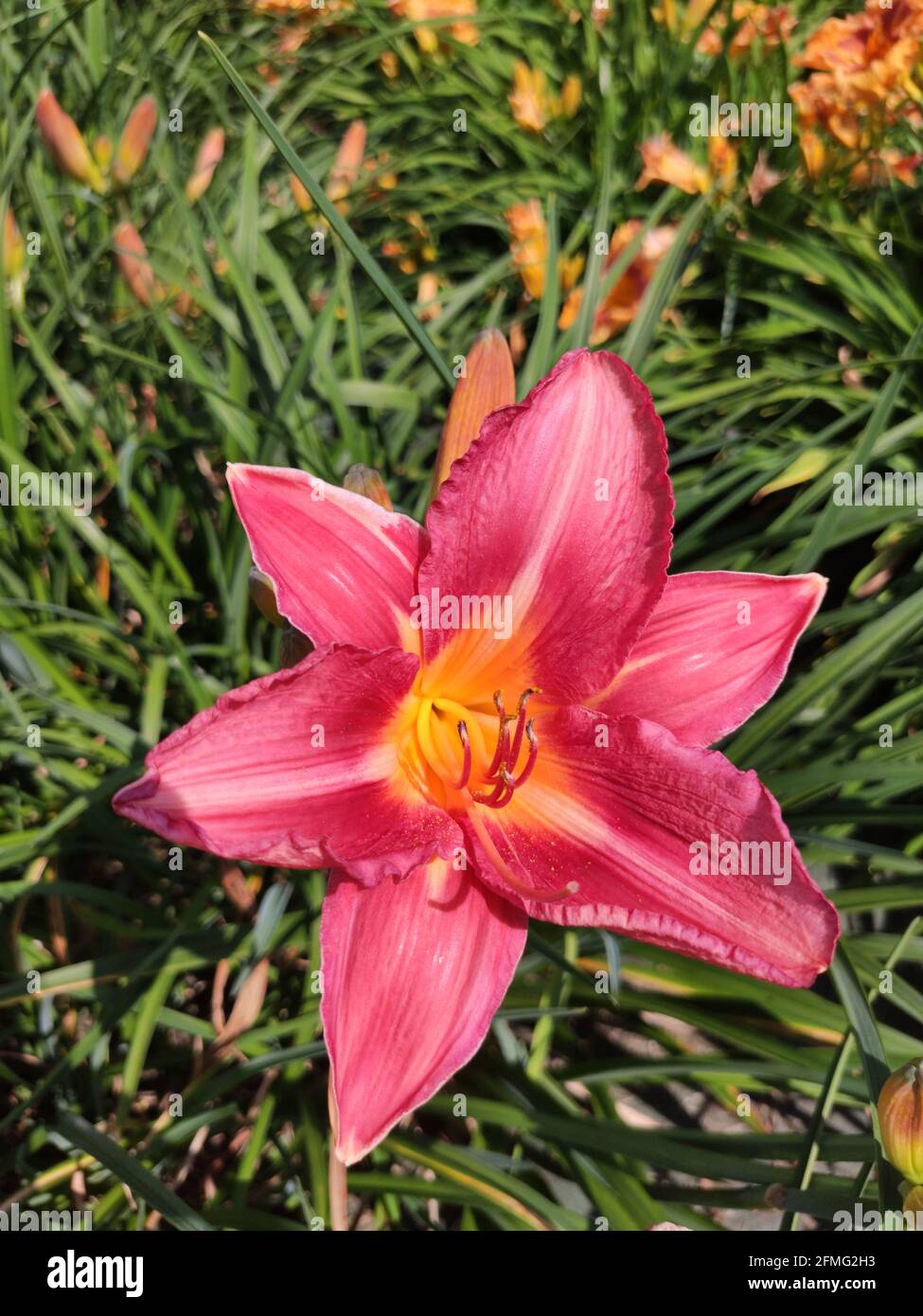 Day Lily Top