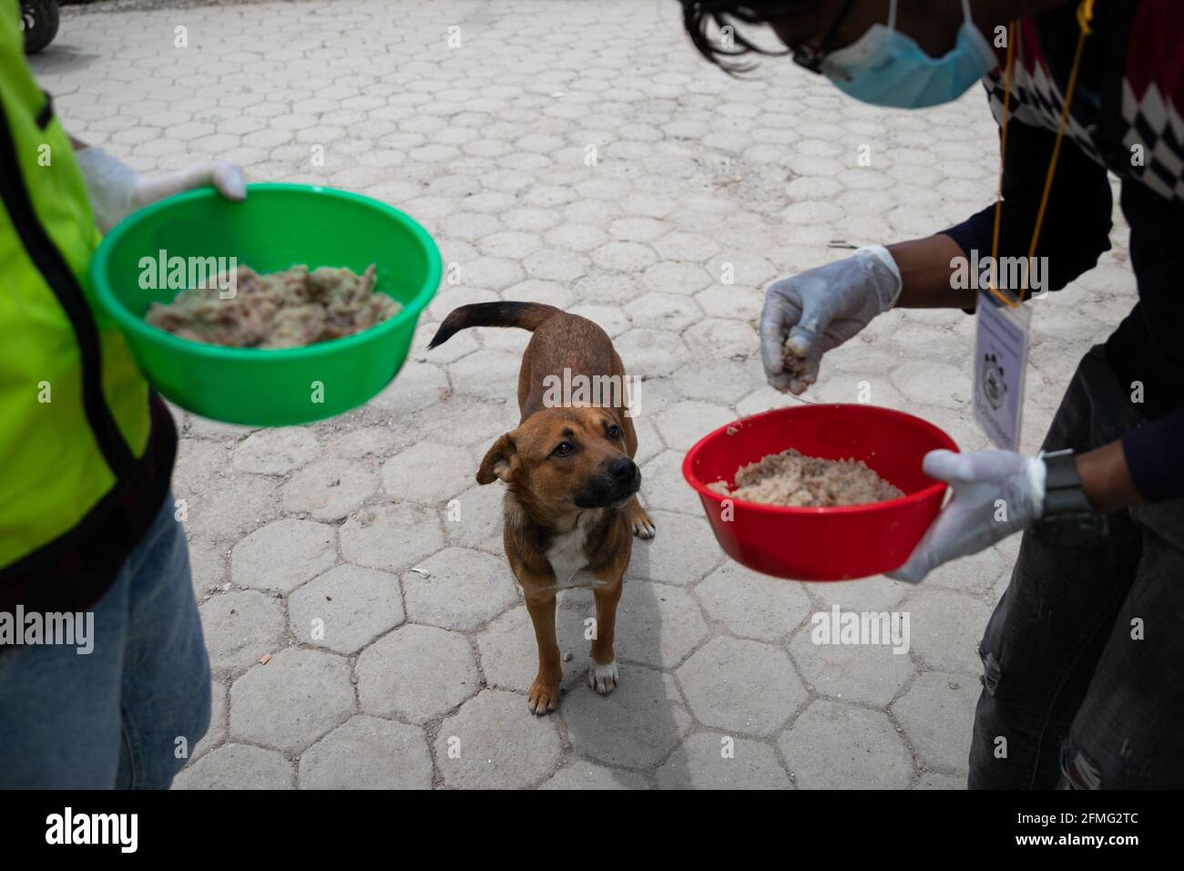 How Long Can A Stray Dog Survive Without Food