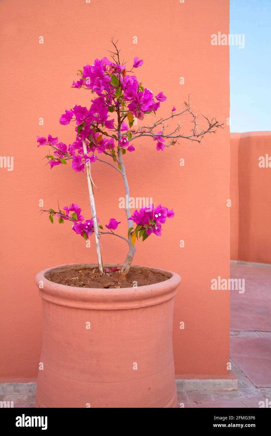 Bougainvillea spectabilis 'Vera Deep Purple' Stock Photo - Alamy