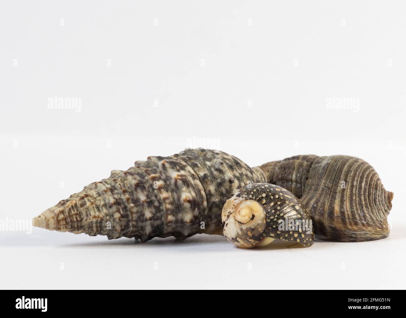 Seashell isolated on white background Stock Photo