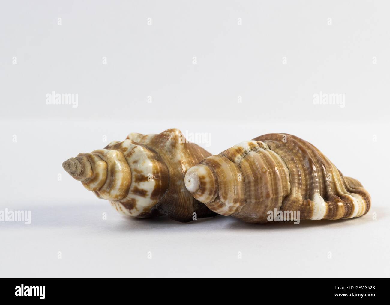 Seashell isolated on white background Stock Photo - Alamy