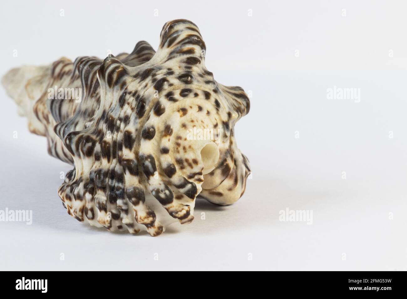 Seashell isolated on white background Stock Photo