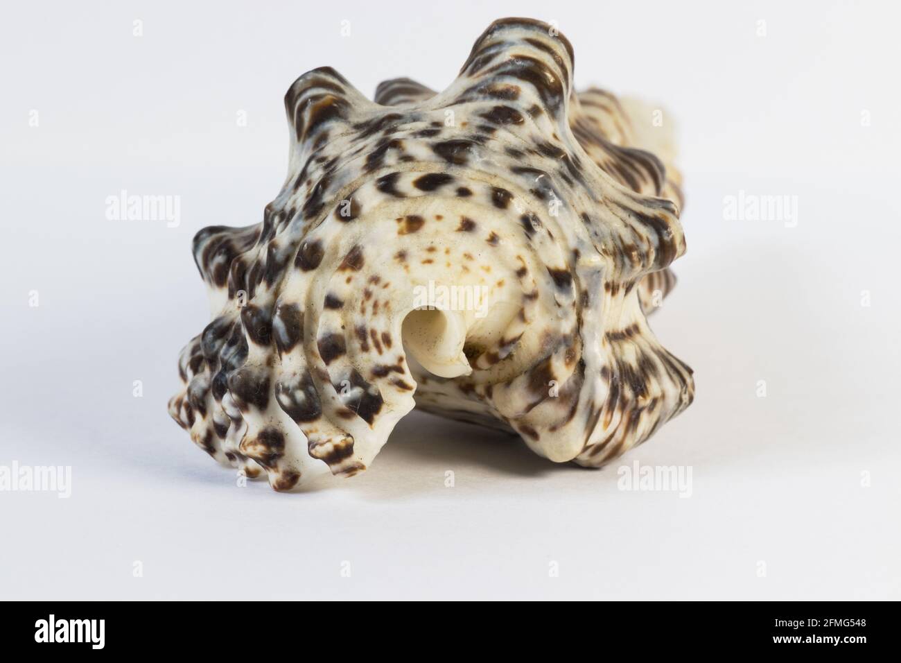 Seashell isolated on white background Stock Photo - Alamy