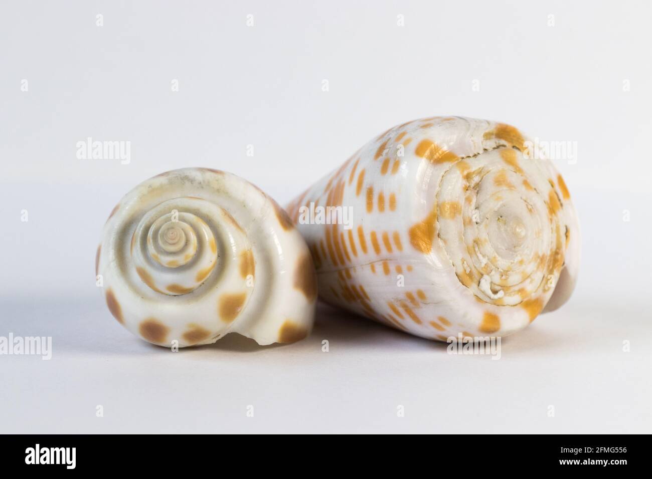 Seashell isolated on white background Stock Photo - Alamy