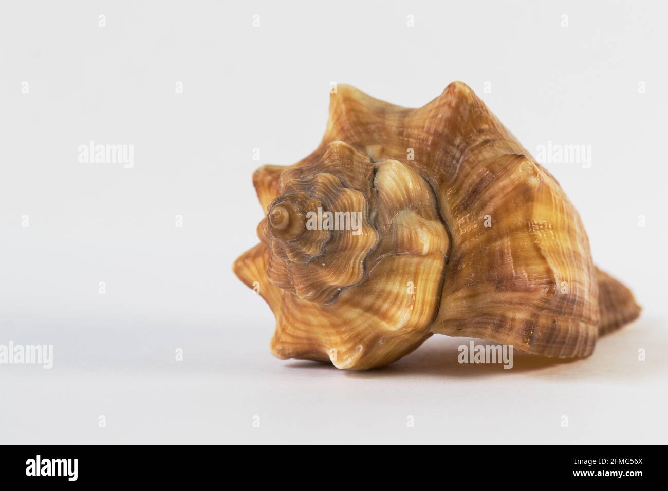 Seashell isolated on white background Stock Photo - Alamy