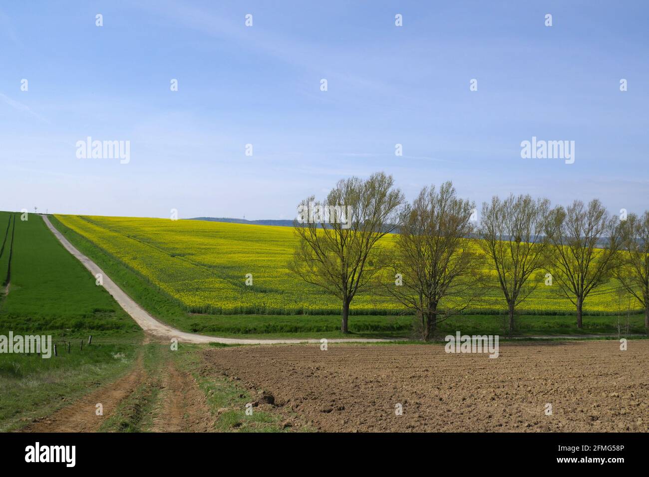 Rapeseed fields in the landscape Stock Photo