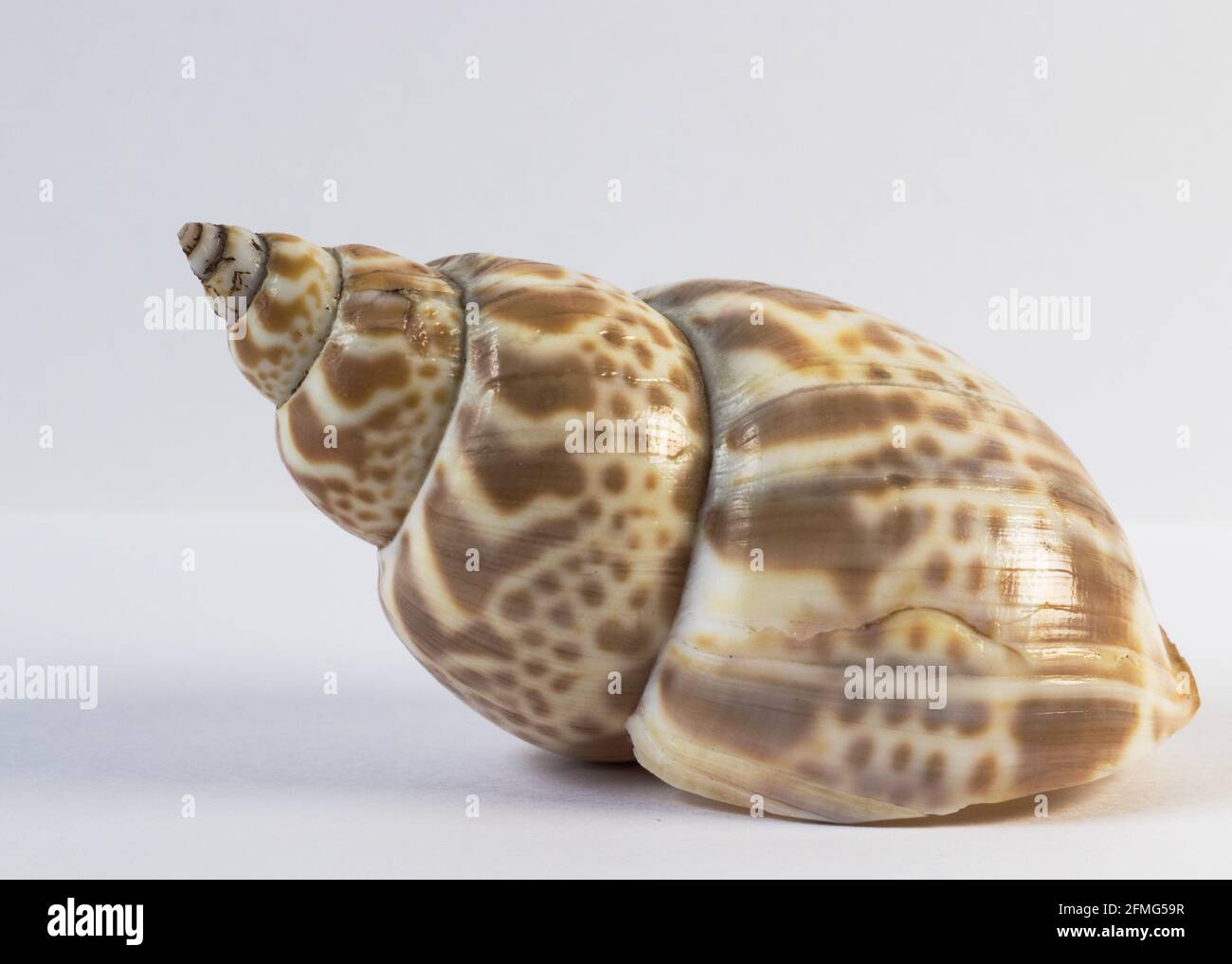 Seashell isolated on white background Stock Photo