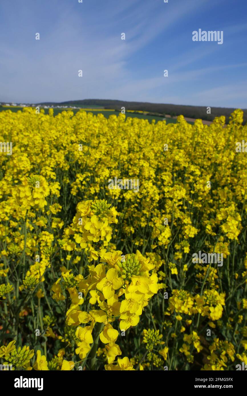 Rapeseed fields in the landscape Stock Photo