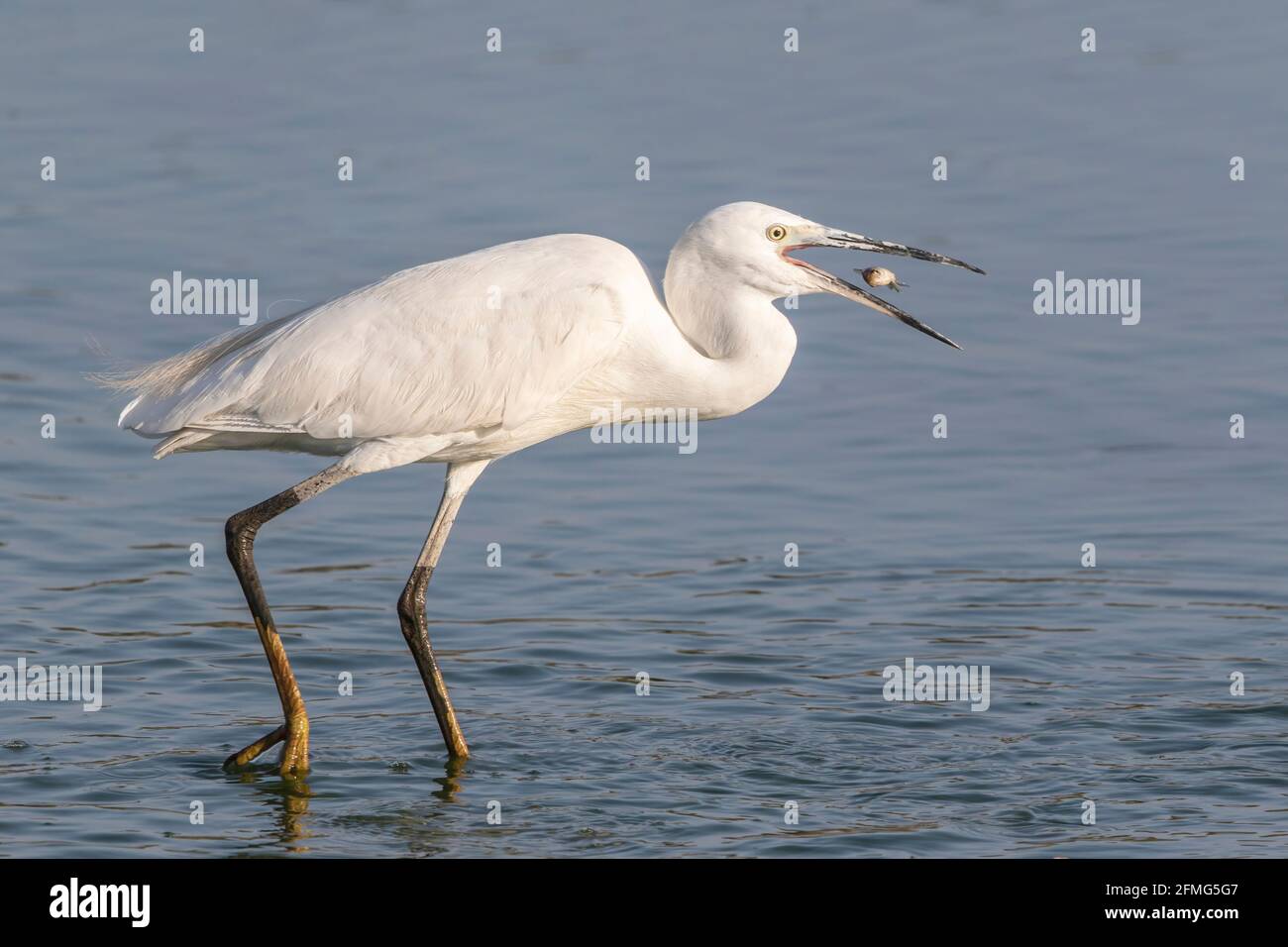 little egret, Egretta garzetta, single adult feeding in shallow water, Coto Donana, Spain Stock Photo