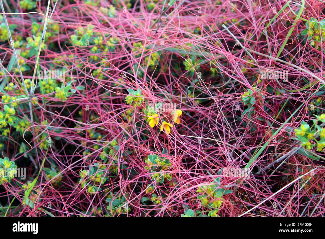Dodder (Cuscuta epithymum), a parasitic plant entangling and attaching itself to a host plant, Birdsfoot Trefoil Lotus corniculatus, Freginals, Spain Stock Photo