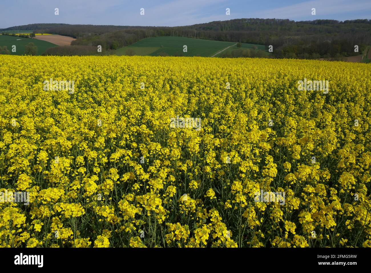 Yellow rapeseed field pathway hi-res stock photography and images - Alamy