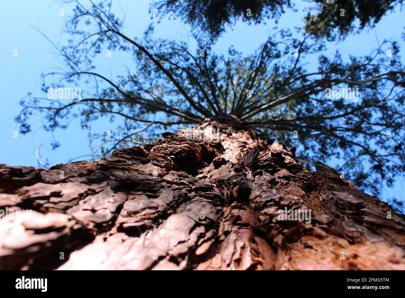 View upwards into the canopy of a Giant Redwood (Sequoiadendron giganteum) in Parc du Teich, Ax-les-Thermes, Ariege, Midi-Pyrenees, Occitanie, France Stock Photo