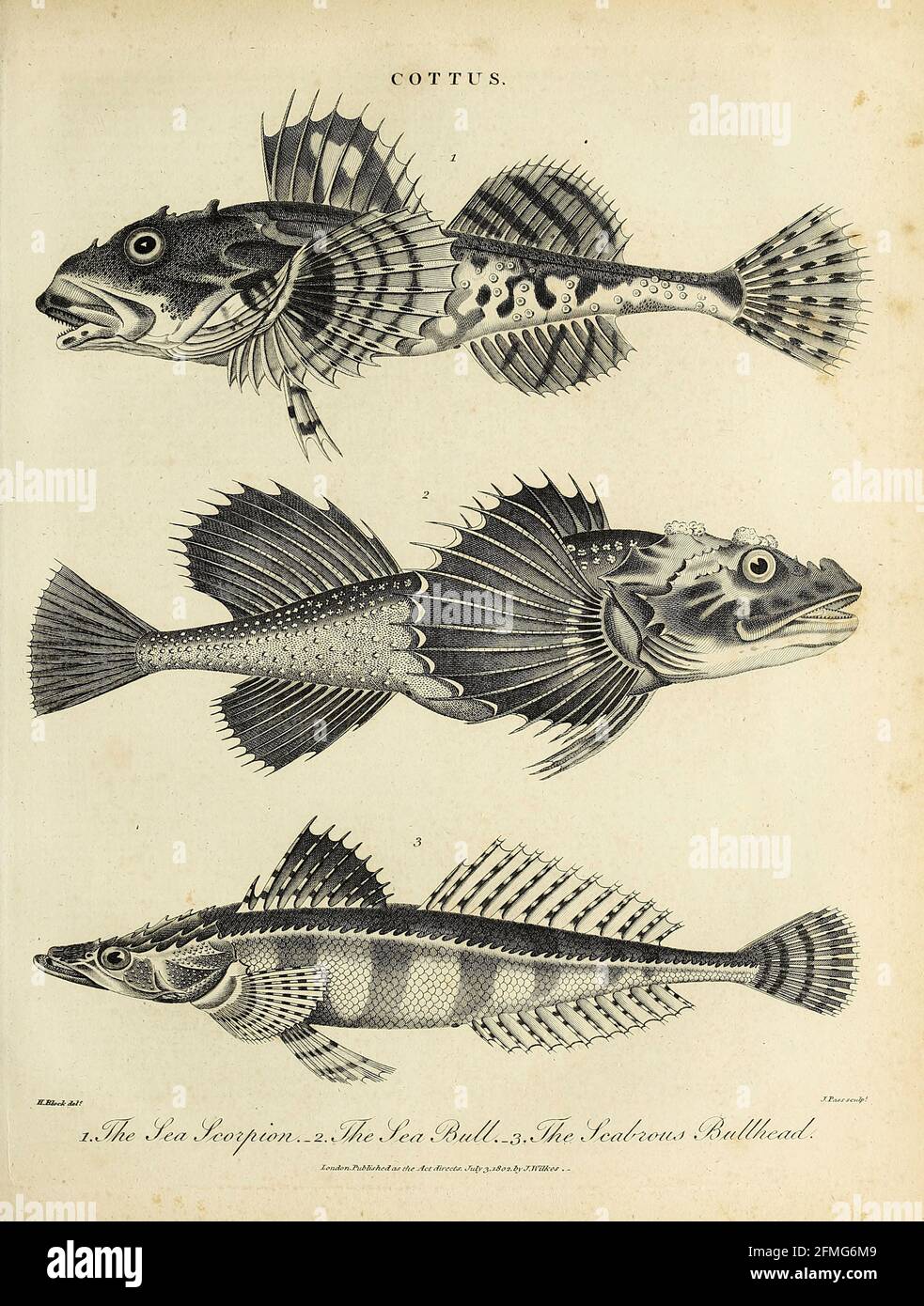 Cottus 1. Sea Scorpion 2. Sea Bull 3. Scabrous Bullhead Copperplate engraving From the Encyclopaedia Londinensis or, Universal dictionary of arts, sciences, and literature; Volume V;  Edited by Wilkes, John. Published in London in 1810 Stock Photo