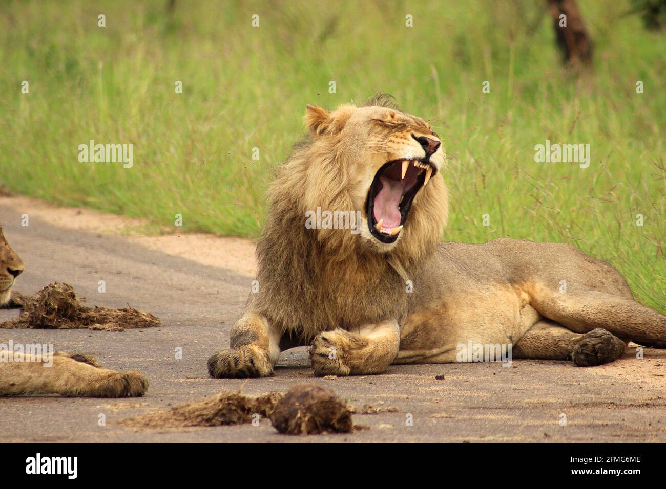 South African Big Five Lion (Panthera leo) yawning juvenile on the road in Kruger National Park, Limpopo Province, South Africa Stock Photo