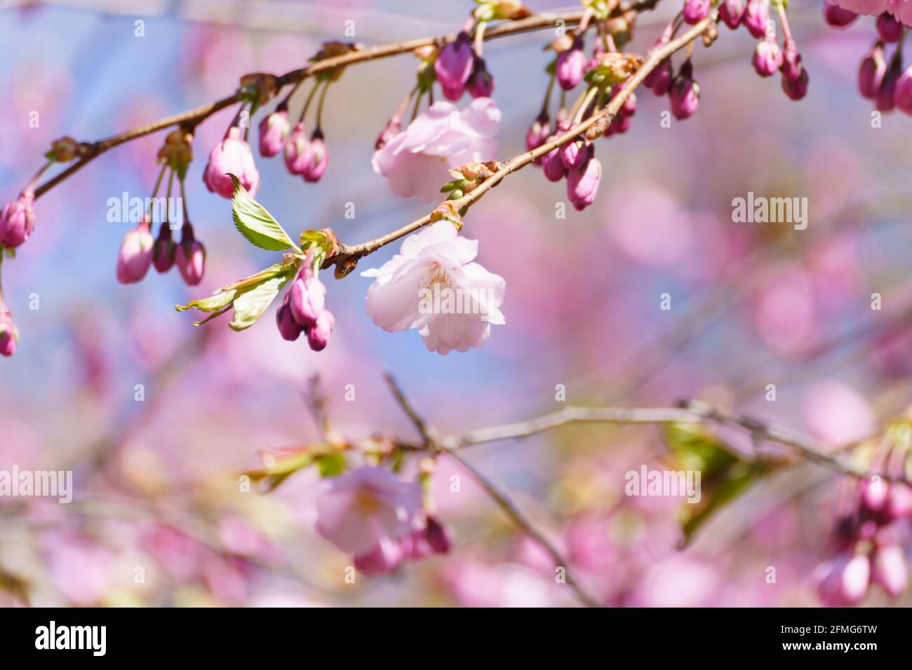 Beautiful cherry blossom or Sakura flower on nature background Stock ...
