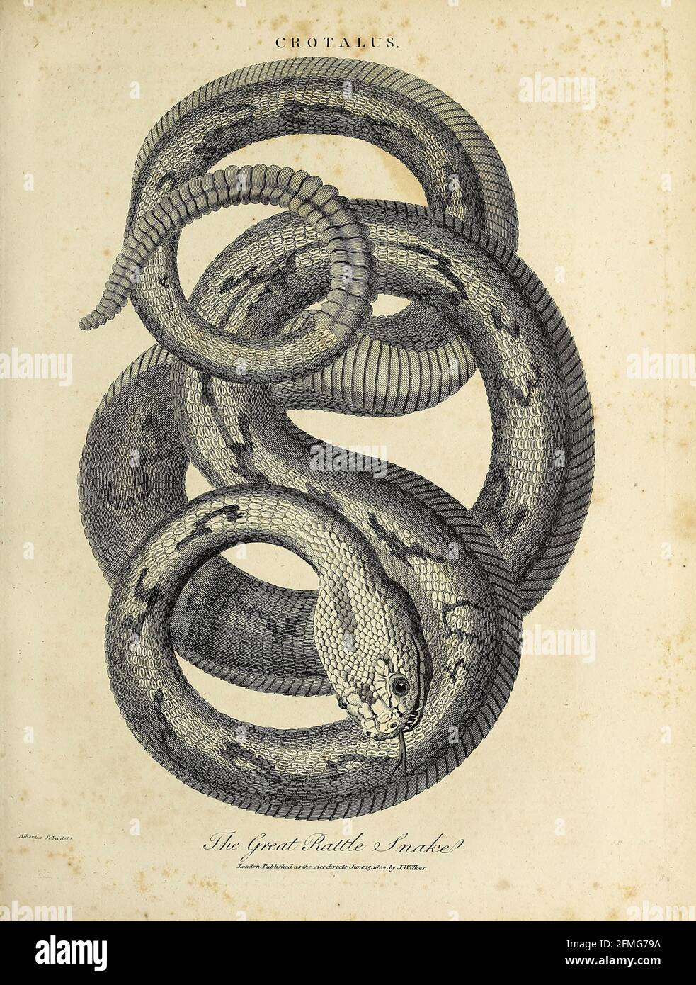Crotalus The Great Rattle Snake Copperplate engraving From the Encyclopaedia Londinensis or, Universal dictionary of arts, sciences, and literature; Volume V;  Edited by Wilkes, John. Published in London in 1810 Stock Photo