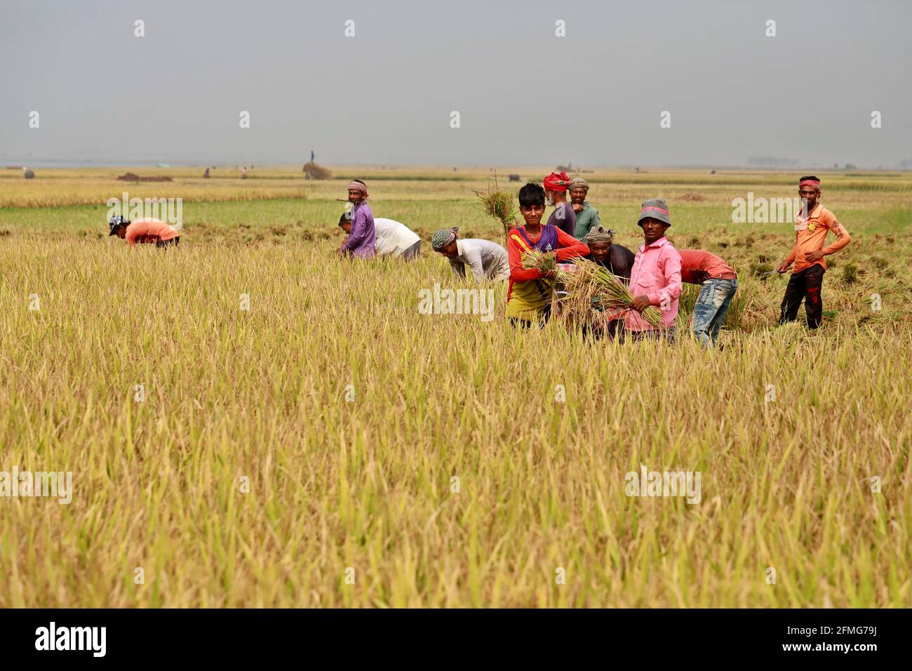 Bangladesh rice population hi-res stock photography and images - Alamy