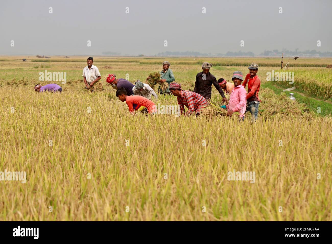 Bangladesh rice population hi-res stock photography and images - Alamy