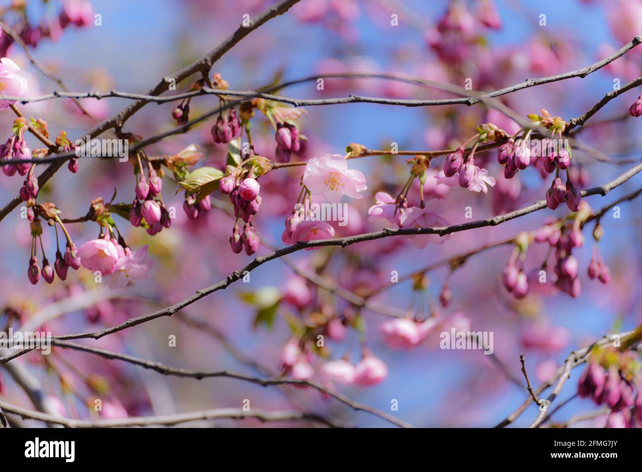 Pink abloom japanese cherry sakura blossom in sunny spring day Stock Photo