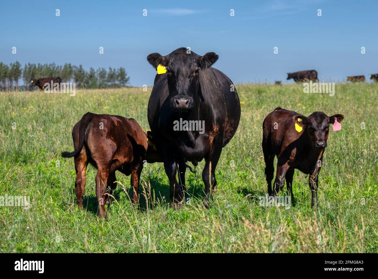 Black angus cow hi-res stock photography and images - Alamy