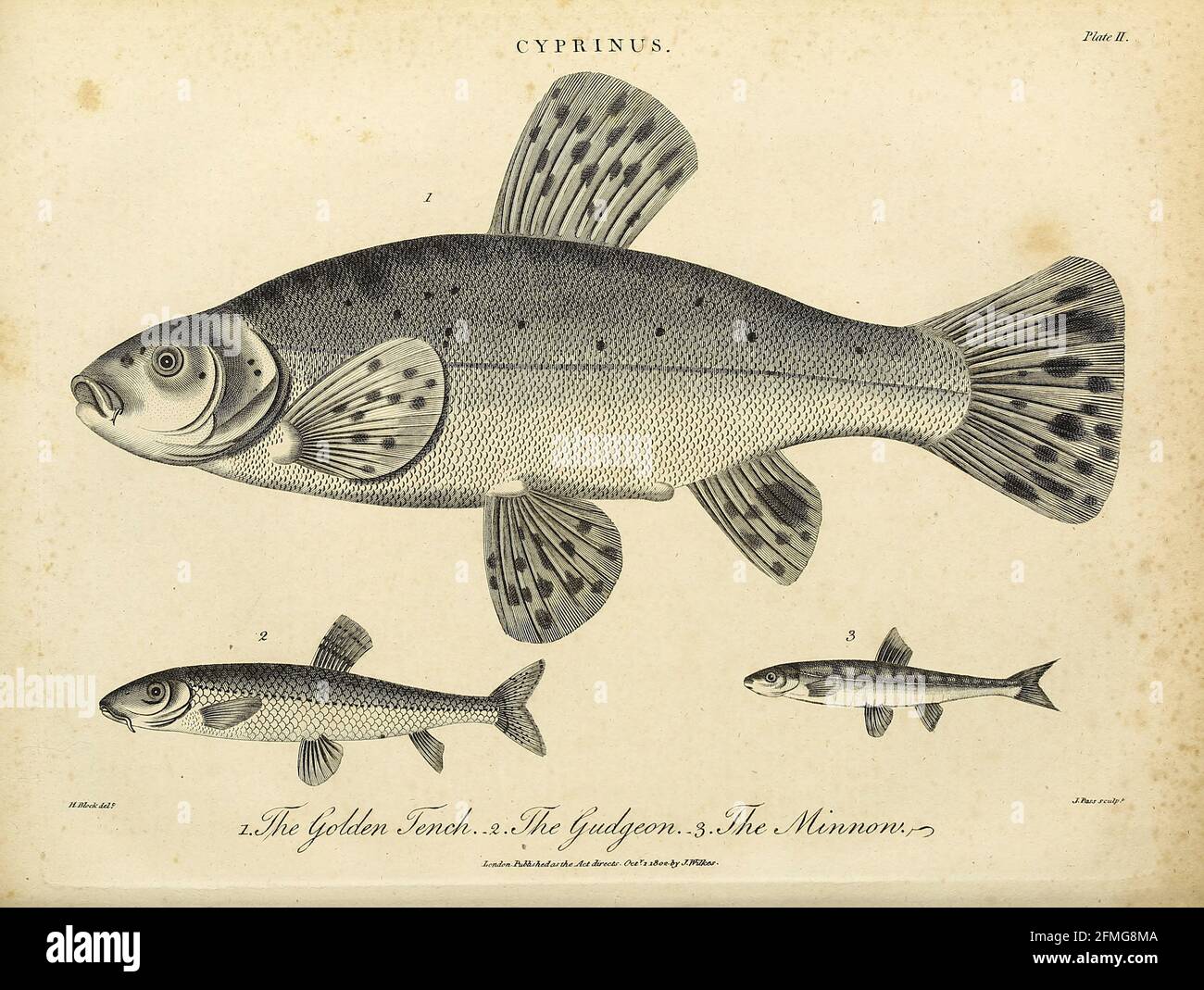 Cyprinus 1. Golden Tench [Tinca tinca] 2. Gudgeon 3. Minnon Copperplate engraving From the Encyclopaedia Londinensis or, Universal dictionary of arts, sciences, and literature; Volume V;  Edited by Wilkes, John. Published in London in 1810 Stock Photo