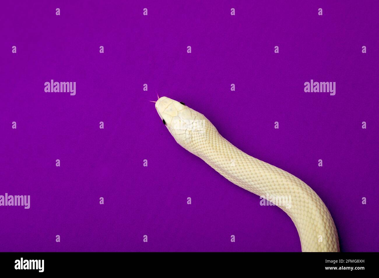 The Texas rat snake (Elaphe obsoleta lindheimeri ) is a subspecies of