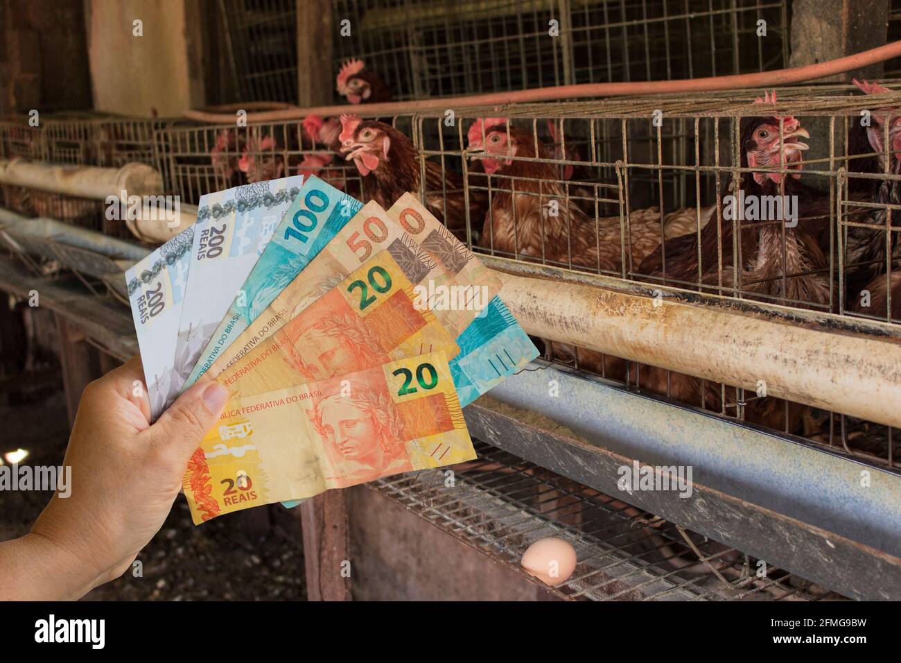 Holding Brazilian money in front of a Eggs and chicken in farm Stock Photo