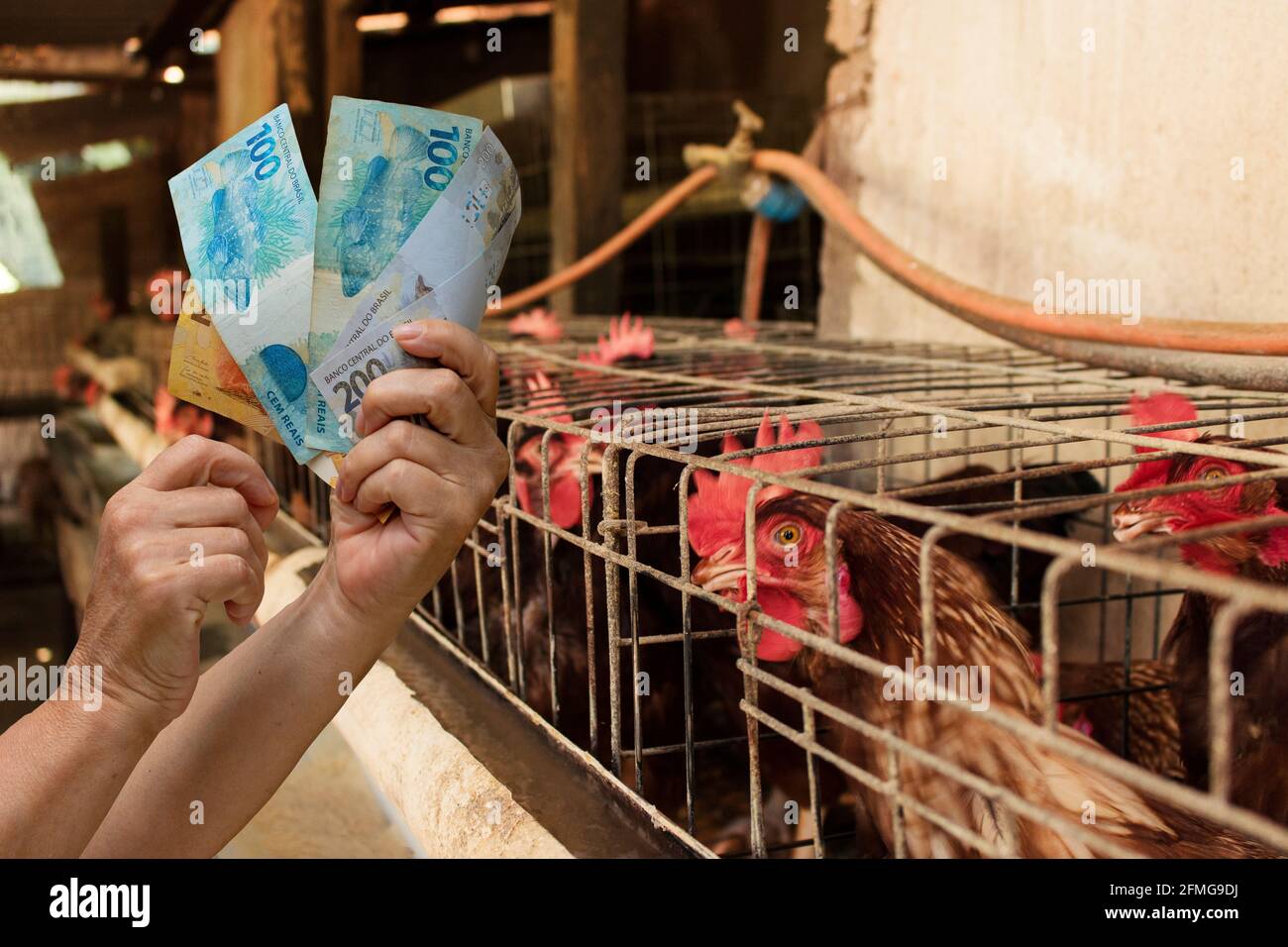 Holding Brazilian money in front of a Eggs and chicken in farm Stock Photo