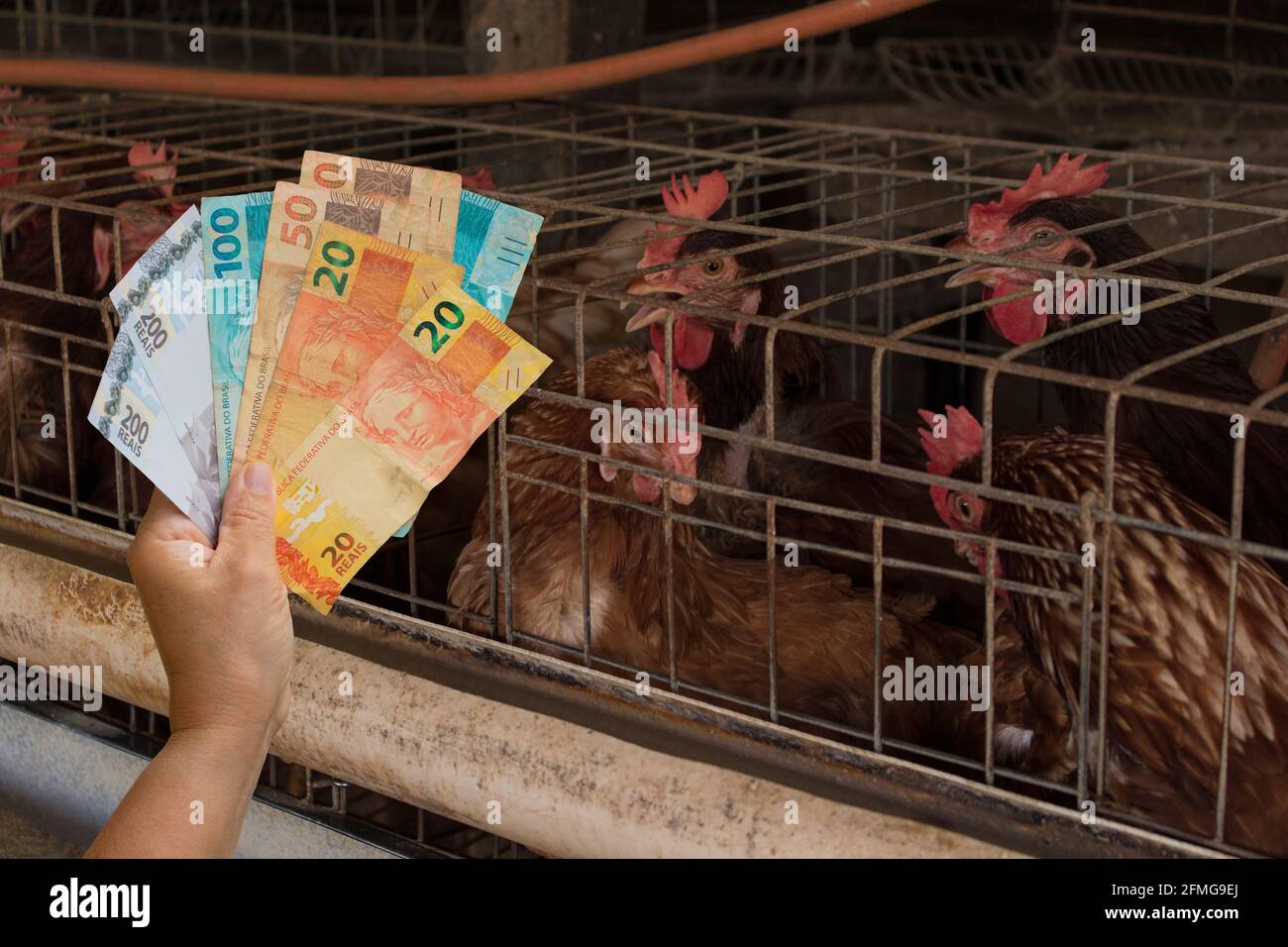 Holding Brazilian money in front of a Eggs and chicken in farm Stock Photo