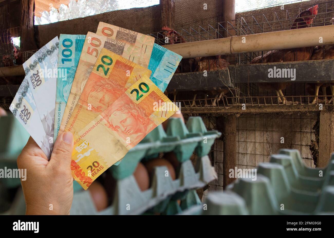 Holding Brazilian money in front of a Eggs and chicken in farm Stock Photo