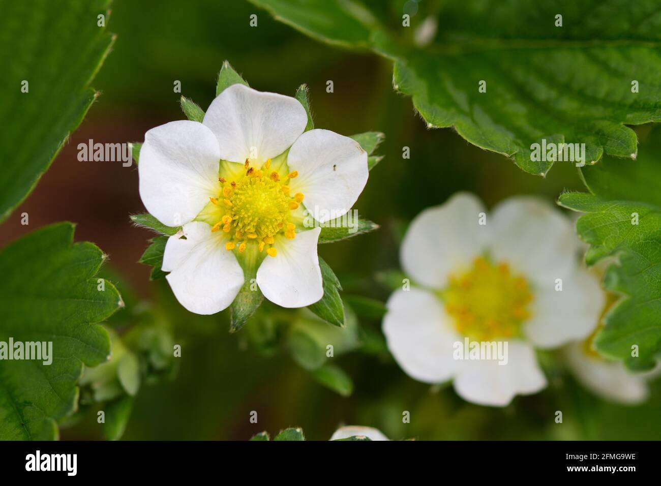 Close-up of the white flower of a Strawberry Stock Photo