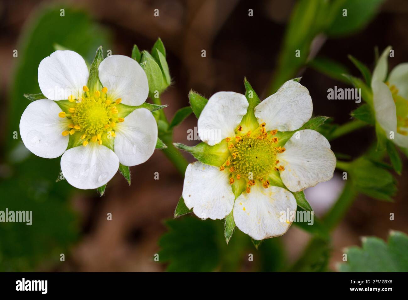 Close-up of two white flowers of a Strawberry Stock Photo